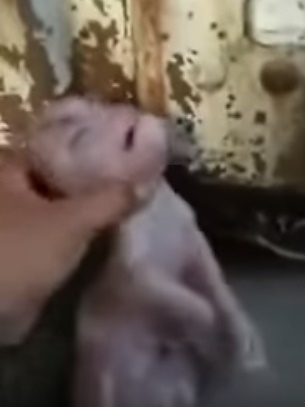 코끼리 코를 가진 채 태어난 중국 돼지