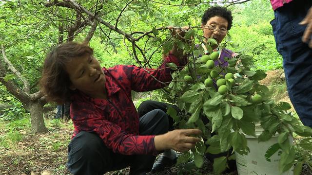천혜의 자연경관을 고이 간직한 고장, 경남 양산의 이야기를 담은 EBS ‘한국기행’의 한 장면.