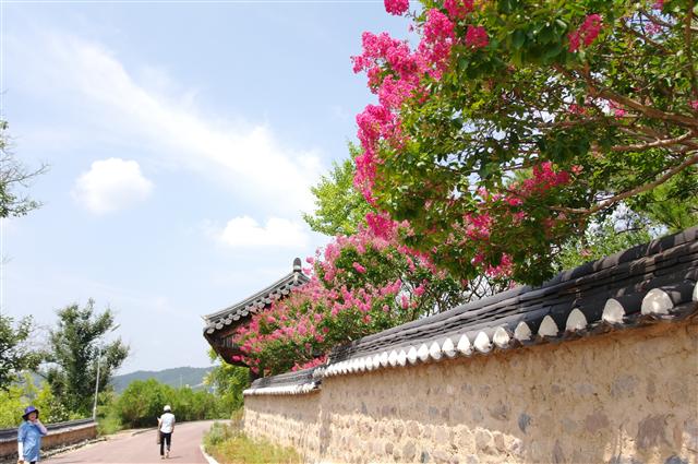 두들마을 전경. 이문열의 집필 및 후학양성 공간인 광산문우 담벽에 백일홍이 활짝 피었다