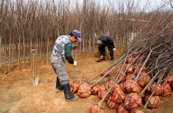 묘목 출하 바쁜 일손 
