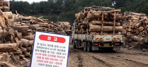 8일 제주시 아라동 한천저류지에 임시로 마련된 재선충방제 소나무집하장에 소나무재선충에 감염되어 고사한 소나무들이 벌목 후 절단된 후 파쇄처리를 하기 전에 산처럼 높이 쌓였다. 제주 이종원 선임기자 jongwon@seoul.co.kr