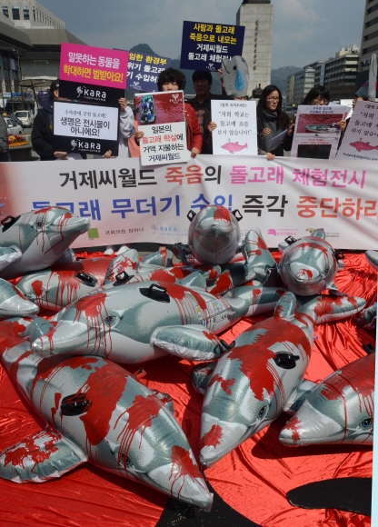 거제 씨월드 돌고래 수입 규탄 집회