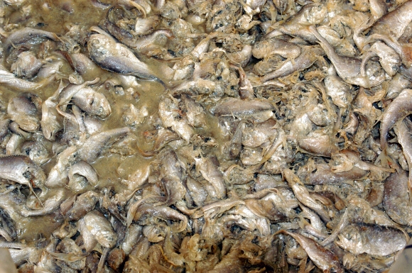 바다 맛 담은 젓갈로 두고두고