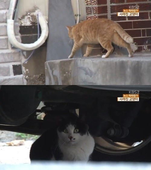 2년간 미국 유랑한 고양이. KBS 방송 캡처.