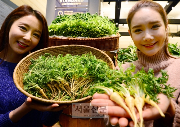 ‘페루의 산삼’ 마카 왔어요
