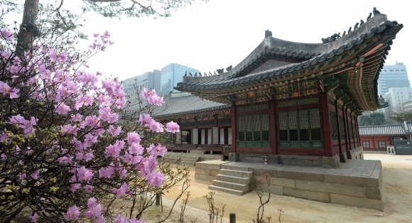 29일 서울 중구 덕수궁에 핀 철쭉 너머로 함녕전이 보이고 있다. 이날 처음 진행된 특별 관람 프로그램인  ’궁궐 내부를 엿보다’를 통해 선조의 계비인 인목대비가 광해군에 의해 유폐돼 머물렀던 석어당과 고종이 1919년 승하한 장소인 함녕전 내부가 일반에 첫 공개됐다. 문화재청은 덕수궁의 주요 건물 내부를 둘러보는 특별 관람을 4월 3일까지 진행한다. 2016. 03. 28 손형준 기자 boltagoo@seoul.co.kr