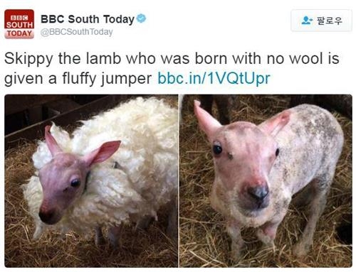 털없이 태어난 양 ‘스키피’ [BBC 트위터 캡처] 연합뉴스