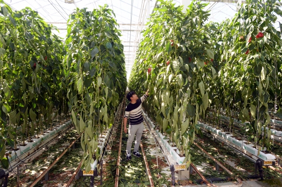 농장주 정흥기 대표가 온실 내부에서 재배되는 파프리카를 살펴보고 있다. 화순 이언탁 기자 utl@seoul.co.kr