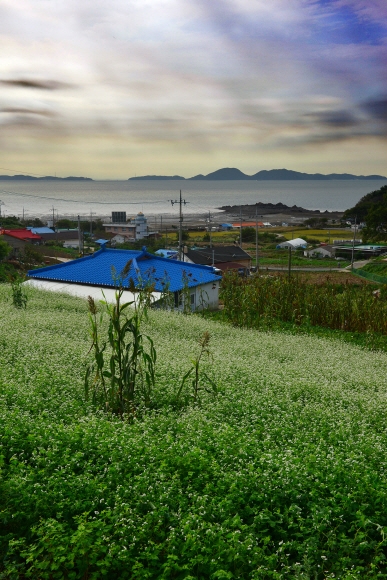 볕난금 마을 뒤편 언덕에 핀 메밀꽃.