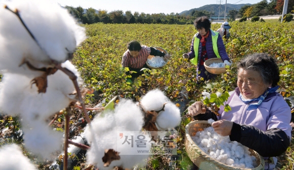 겨울을 위해 피었네