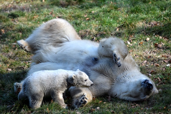 암컷 북극곰 새끼 ‘Nanuq’가 27일(현지시간) 뮐루즈 동물원에서 어미 북극곰과 함께 즐거운 한때를 보내고 있다. AFP 연합뉴스