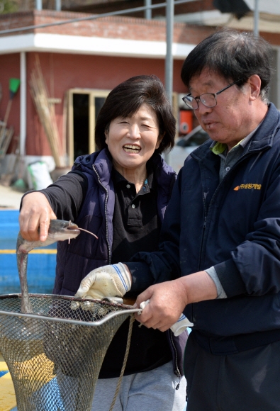 정완희(오른쪽) 느랑골 연잎메기교육농장 대표와 아내 김홍분씨가 방문객에게 대접할 메기 매운탕을 요리하기 위해 메기를 잡고 있다. 예산 강성남 선임기자 snk@seoul.co.kr.