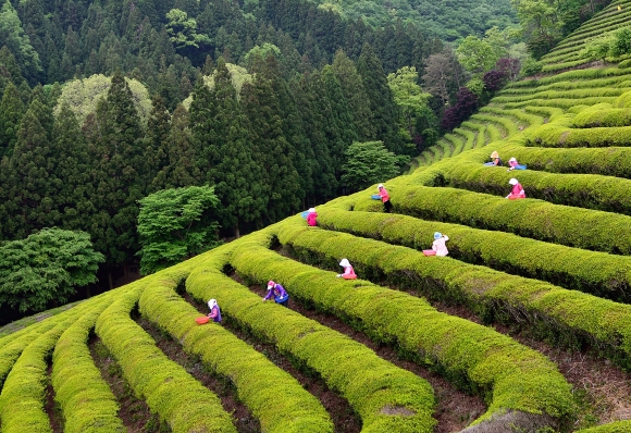 전남 보성 녹차밭 전경.