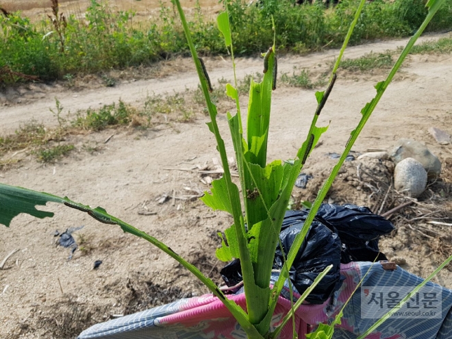 농작물(옥수수)에 피해를 입히고 있는 멸강나방 유충. 경북도 농업기술원 제공 