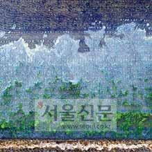 작은 사진<서울신문 6월 21일자 1면>은 지난달 20일 서울신문이 드론을 이용해 촬영한 천수만 A지구로, 염분이 섞인 하얀 거품에 뒤덮여 벼가 죽은 논의 모습이다. 박지환 기자 popocar@seoul.co.kr