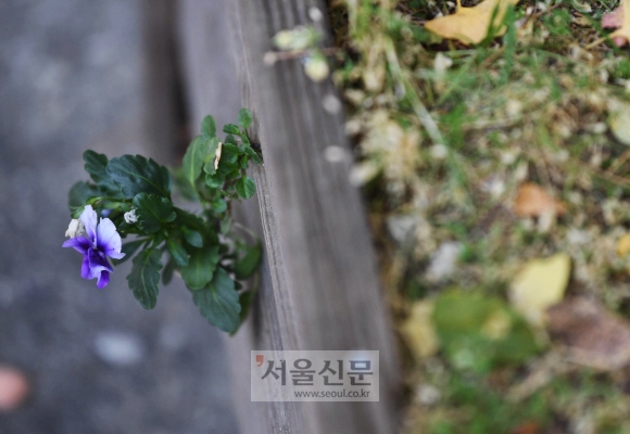 땅버들 씨앗처럼