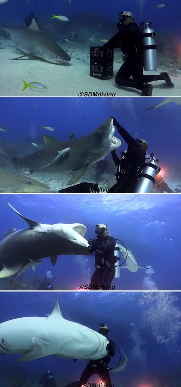 sdmdiving Instagram sdmdiving Instagram