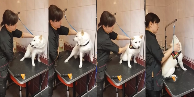 미용사의 손길에 안정을 찾은 강아지. 미용사의 손길에 안정을 찾은 강아지.