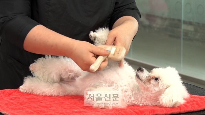 서영교 교수가 브러시를 활용해 털을 정리하는 모습 서영교 교수가 브러시를 활용해 털을 정리하는 모습
