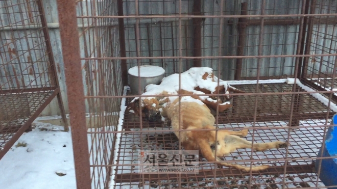 지난해 1월 경기도 여주시의 한 개농장에서 사체로 발견된 개들. (사진=동물자유연대) 지난해 1월 경기도 여주시의 한 개농장에서 사체로 발견된 개들. (사진=동물자유연대)