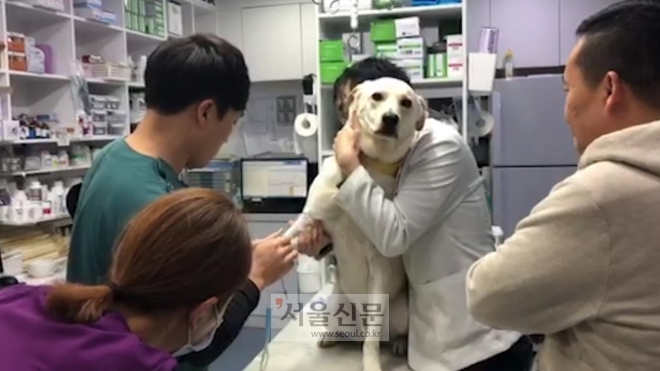 보통 300cc 전후로 피를 뽑는데 소형견 3~4마리를 살릴 수 있는 양이다.