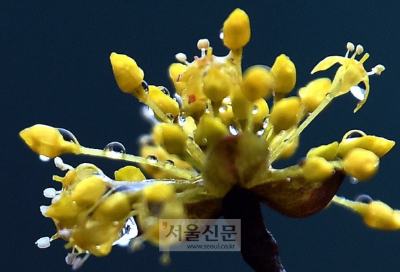 코로나19 씻어낼 단비가 되길