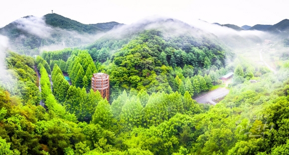 메타세쿼이아 숲이 아름다운 대전 장태산휴양림. 무려 20여㏊가 메타세쿼이아다. 숲의 우듬지 바로 아래 조성된 스카이워크도 아찔하다. 대전시청 제공