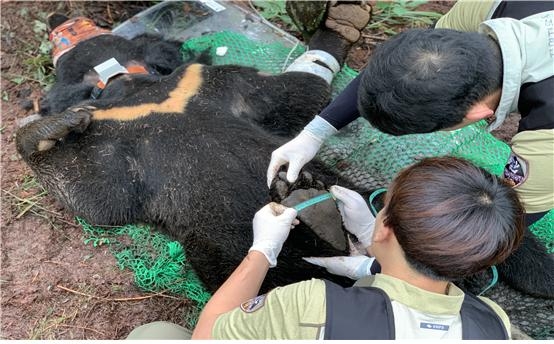 지난달 31일 덕유산국립공원 신풍령 인근에서 발신지를 부착하지 않은 멸종위기종 반달가슴곰이 포획됐다. 국립공원공단은 지리산에서 이동한 개체로 추정하며 유전자 분석에 착수했다. 포획 곰은 발신기를 부착해 재방사했다. 국립공원공단 제공