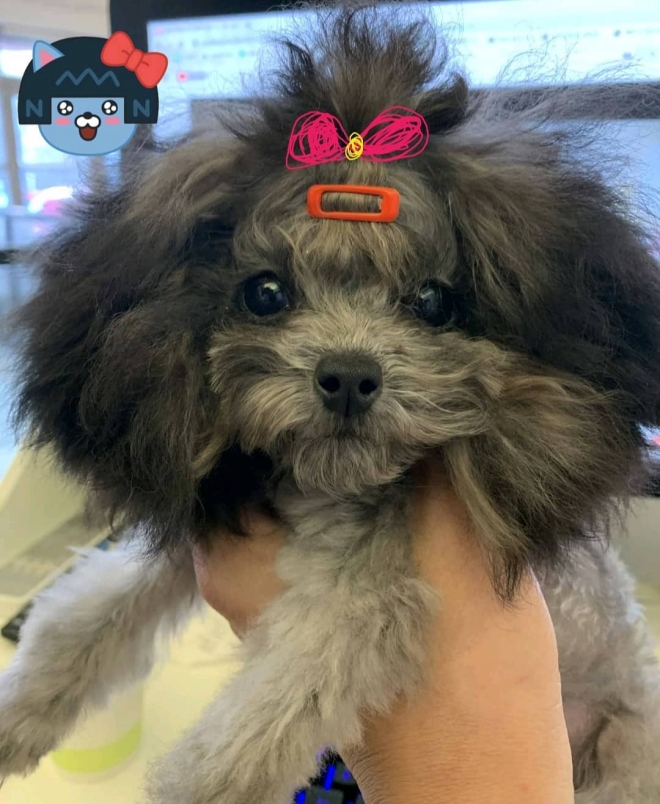 광주의 한 동물병원 학대로 무지개다리를 건넌 삼순이