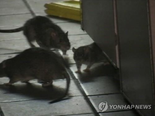 미국 뉴욕시 거리에 나타난 쥐들/AP=연합