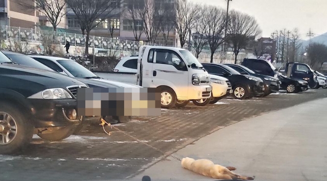 충북 옥천의 한 초등학교 앞 주차장. 동물권단체 케어 제보