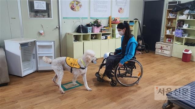 지난 22일 경기 평택시 한국장애인도우미견협회에서 지체장애인 도우미견 ‘말리’가 김수민 훈련사의 지시에 따라 훈련하고 있다. ‘물을 달라’는 김 훈련사의 말에 냉장고 문을 열고 물통을 가져오는 모습. 손지민 기자 sjm@seoul.co.kr