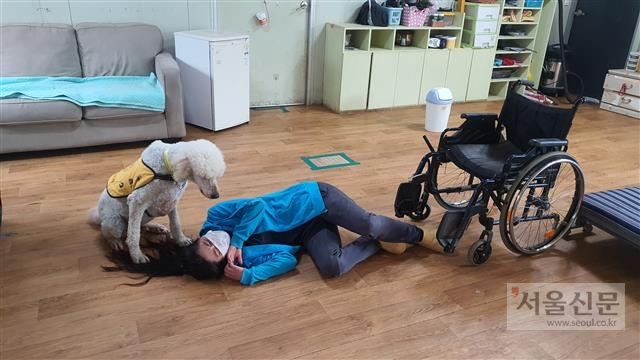 지난 22일 경기 평택시 한국장애인도우미견협회에서 지체장애인 도우미견 ‘말리’가 김수민 훈련사의 지시에 따라 훈련하고 있다. 김 훈련사가 바닥에 쓰러지자 상태를 확인하는 모습. 손지민 기자 sjm@seoul.co.kr