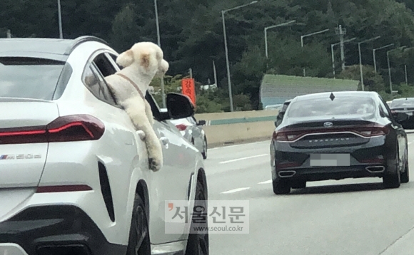 바깥 공기가 그리운 댕댕이