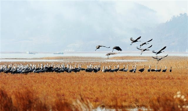순천만의 겨울 흑두루미. 순천만을 오가는 왕복 40분의 탐조선에서 쉽게 볼 수 있다. 순천시 제공