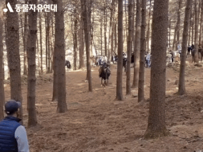 KBS ‘태종 이방원’ 동물학대 논란