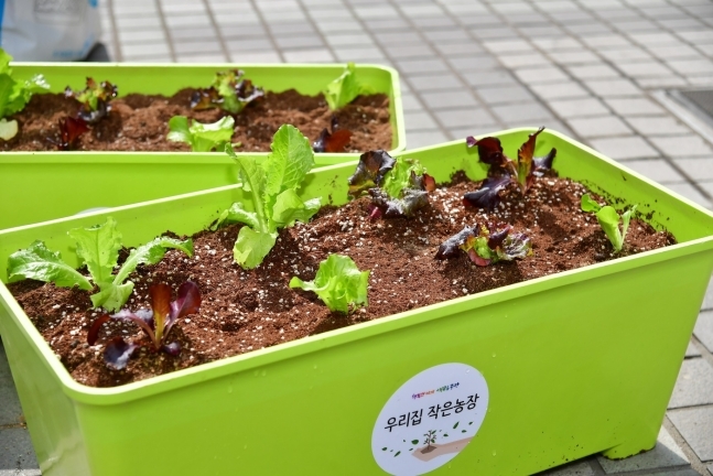 친환경 상자텃밭(중랑구 제공)