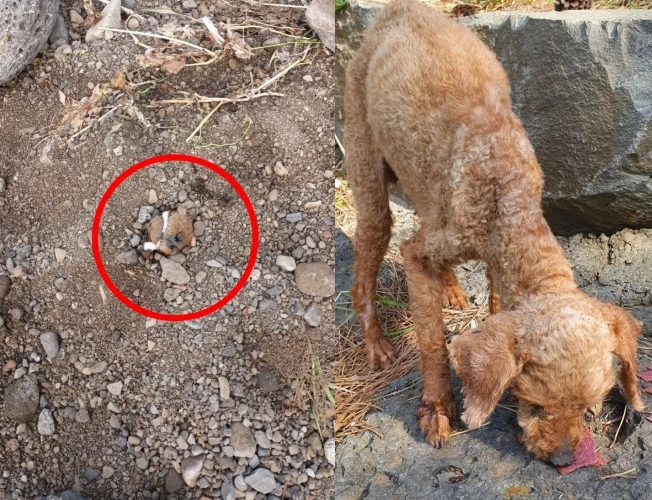 제주에서 강아지 한 마리가 코와 입만 밖으로 내놓은 채 땅에 묻힌 사건이 벌어졌다. 온라인 커뮤니티.