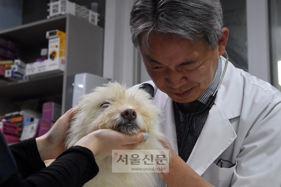 최동학 대구 동인동물병원 원장이 지난달 13일 진료실에서 9년 전 구조된 믹스 노견인 ‘백수’의 귀를 들여다보고 있다. 오장환 기자