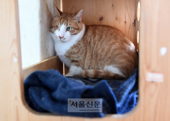 한쪽 눈 실명한 길고양이