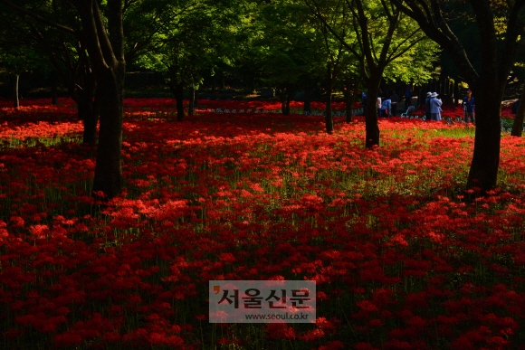 붉은 양탄자 깐 듯 영광 불갑사