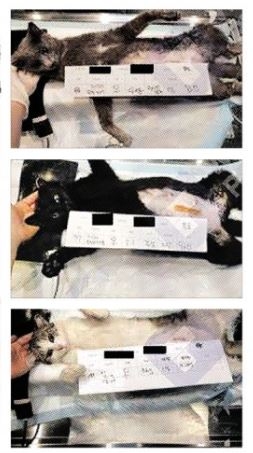 지난해 전남 목포의 한 동물병원에서 만삭묘들이 1~2주 뒤면 태어날 새끼를 뱃속에 품은 채 중성화 수술을 기다리고 있는 모습. 수술을 위해 마취하면 새끼 고양이는 죽는다. 만삭묘 수술은 전국에서 드물지 않게 자행되고 있다. 서연우씨 제공