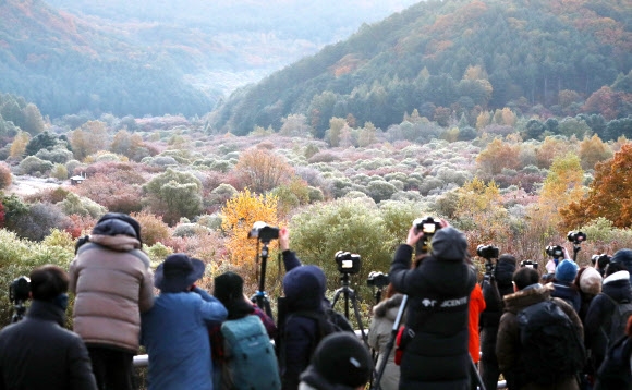 중부 내륙과 강원 북부 동해안 등에 올가을 처음으로 한파주의보가 내려진 18일 오전 인제군 남면 갑둔리의 이른바 ‘비밀의 정원’에 전국 각지에서 몰려든 사진가들이 서리 내린 가을 풍경을 담고 있다. 2022.10.18 연합뉴스