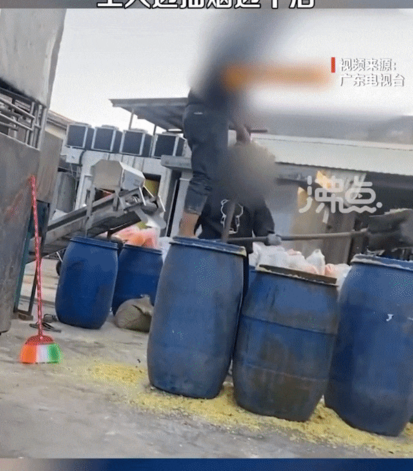 광둥TV는 세계 소비자 권리의 날인 15일(현지시간) 광둥성 산터우의 ‘쏸차이’ 제조 공장의 비위생적 생산 과정을 폭로했다. 출처 텐센트