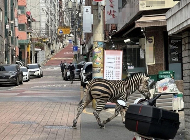서울어린이대공원서 얼룩말 탈출…생포 시도 중