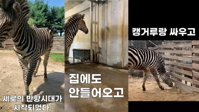 1월 서울시설공단 유튜브 영상에 담긴 얼룩말 ‘세로’