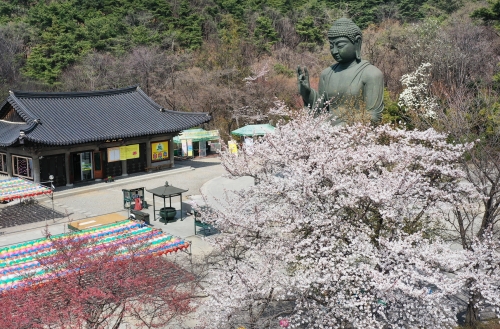 천안 각원사 청동대불과 벚꽃.