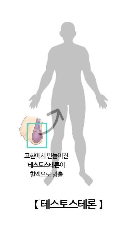 남성 호르몬 테스토스테론. 서울아산병원