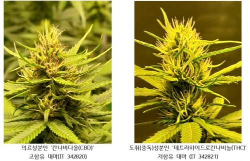 농촌진흥청이 육성한 의료용 대마. 농촌진흥청 제공