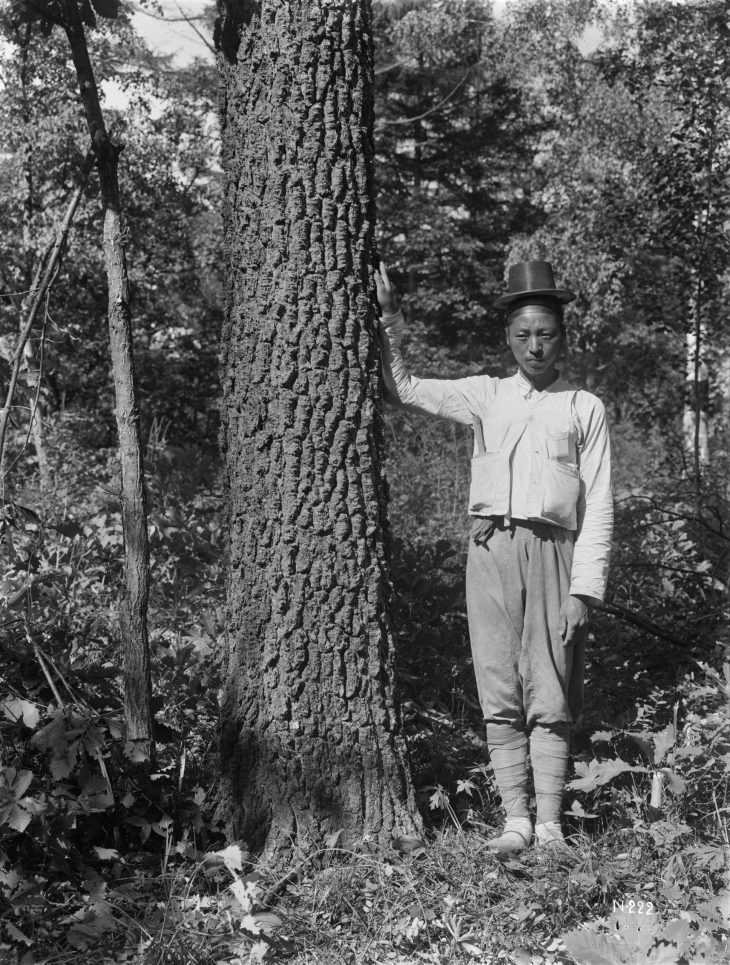1917년 미국의 윌슨 원정대가 금강산에서 채집해 간 우리나라 금강인가목이 영국에서 강인한 생명력을 이어 가고 있다. 미국 아널드수목원의 윌슨 원정대가 함경북도 무산군에서 찍은 사진. 한반도 전 지역을 탐사한 원정대는 금강산에서 금강인가목을 채집했다. 아널드수목원 제공